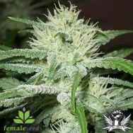 Female Seeds AUTO Speed Bud